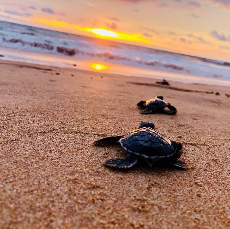 Sri Lanka Weather Guide for Travelers – Best Time to Visit Sri Lanka